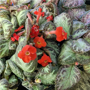 Episcia Cupreata